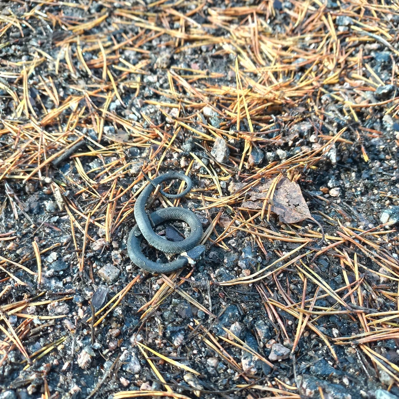 Rantakäärmeen poikanen soraisella polulla